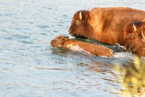 Buffalo crossing river Foto stock