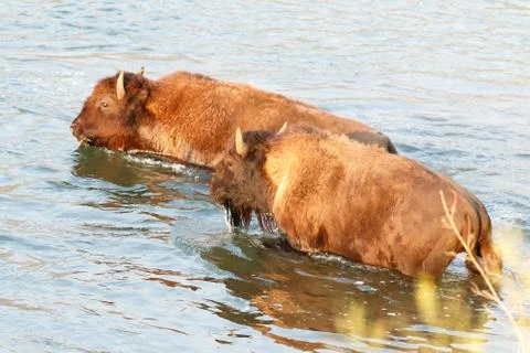 Buffalo crossing river Stock Photos