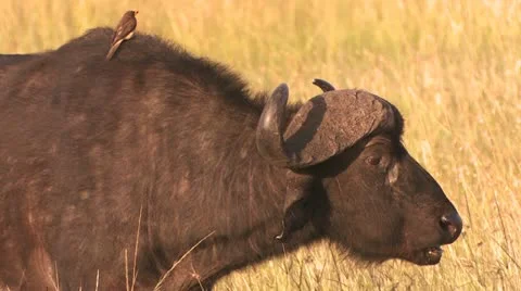 Buffalo cud 1 Stock-Footage 22250025