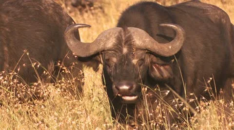 Buffalo cud 2 Stock-Footage 22250227