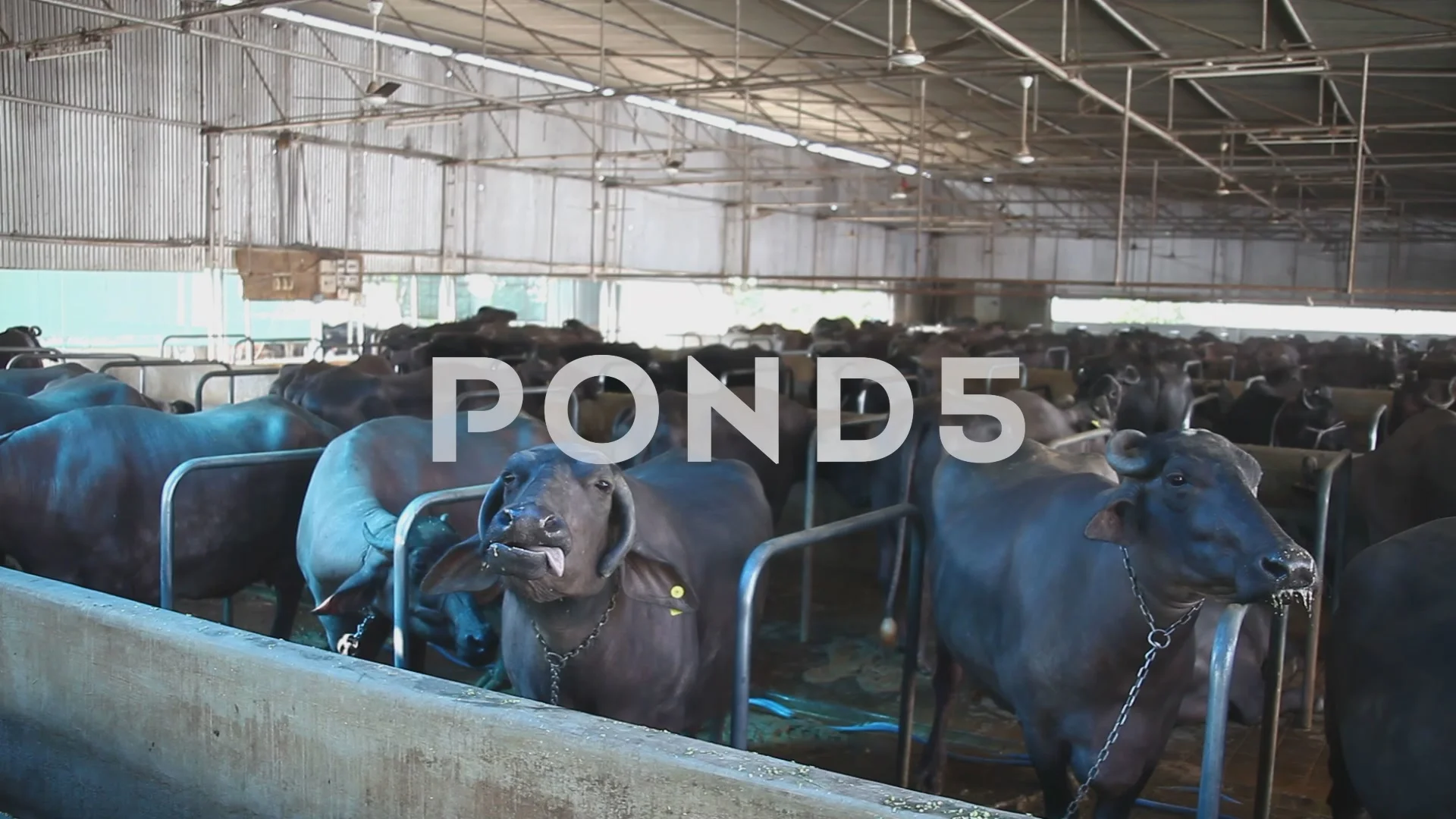 Buffalo Dairy farm | Stock Video | Pond5