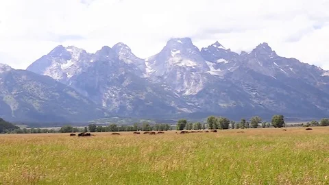 Buffalo in the distance grazing Stock Footage 98376736