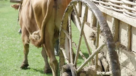 Buffalo-drawn cart Stock Footage 68705660