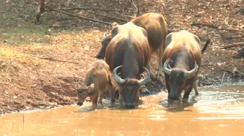 Buffalo drinking at a river Stock Footage 51246784