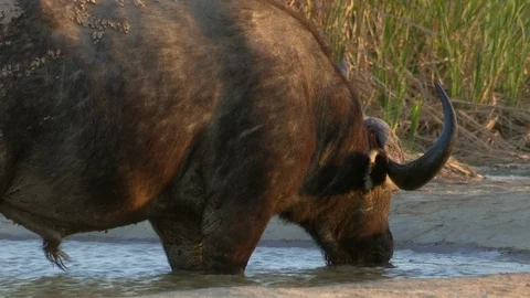 Buffalo drinking in watering hole Video stock 115721646