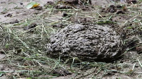 Buffalo droppings - compost Stock Footage 40333761