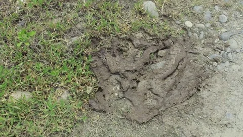 Buffalo dung spilled on the road Video stock 246866012