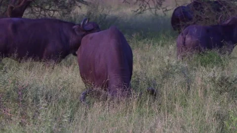 Buffalo at dusk Video stock 311938495