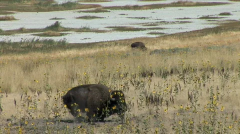 Buffalo Dust Bath Stockbeeldmateriaal 780466