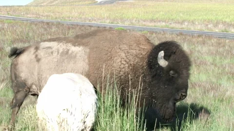 Buffalo in the early spring Stock Footage 51071682