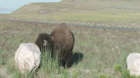 Buffalo in early spring Stock Footage 51071908