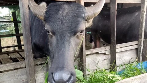 Buffalo is eating 4K Video stock 244758913