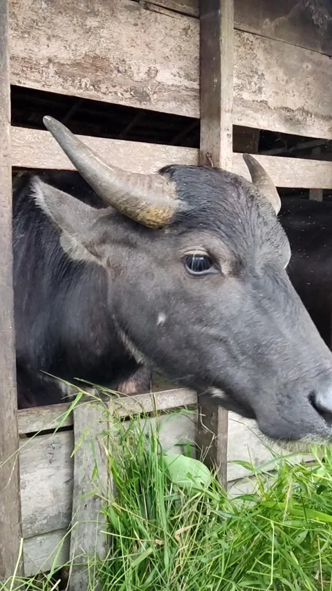 Buffalo is eating 4K Video stock 244759129