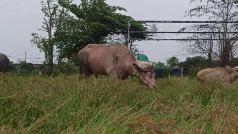 The buffalo is eating in the field Video stock 296057124