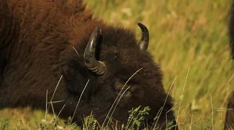 Buffalo eating Stock Footage 10751856
