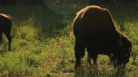Buffalo eating. Stock Footage 10752185