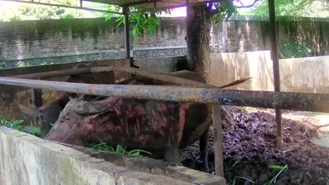 Buffalo eating Stock Footage 168082343