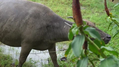 Buffalo eating grass (Close up) Stock Footage 135919088