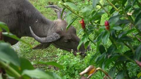 Buffalo eating grass (Close up) Stock Footage 135919127