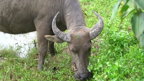 Buffalo eating grass (Close up) Stock Footage 135919133