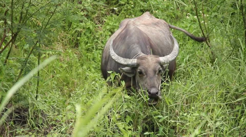 Buffalo Eating Grass Stock Footage 37621066