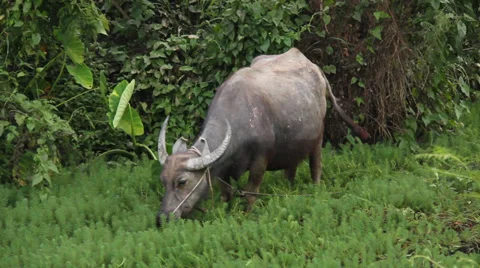 Buffalo Eating Grass Stock Footage 37628294