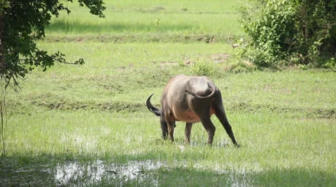 Buffalo Eating Grass Stock Footage 37680538