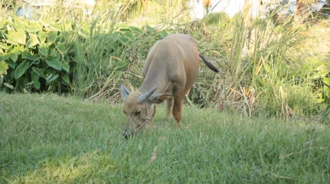 Buffalo eating grass Stock Footage 39515993
