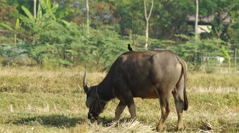 Buffalo is eating grass Stock Footage 48354950