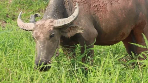 Buffalo eating grass 스톡 동영상 55406489