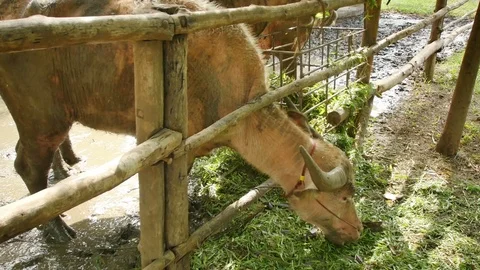 Buffalo eating grass Stock Footage 70574359