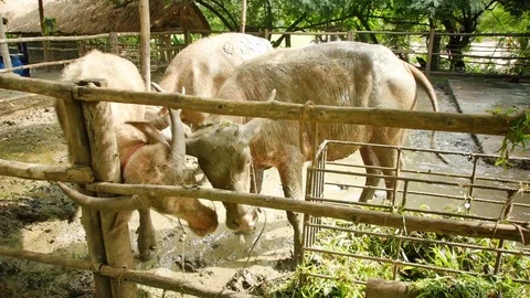 Buffalo eating grass Stock Footage 70574394