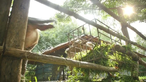 Buffalo eating grass Stock Footage 70574540