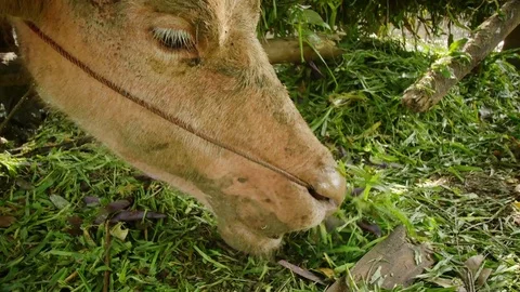 Buffalo eating grass Stock Footage 70574580