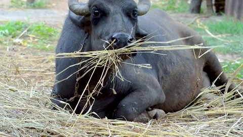 Buffalo Eating grass 스톡 동영상 156226754