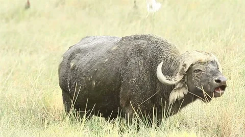Buffalo eating grass, Kenya Stock Footage 54391415