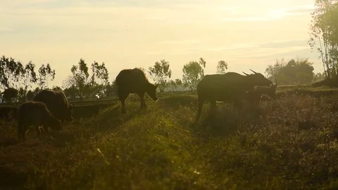 The buffalo is eating grass in the middle of the field. Stockbeeldmateriaal 84047650