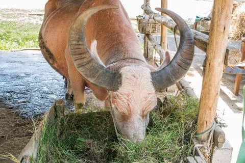 Buffalo eating grass Foto stock