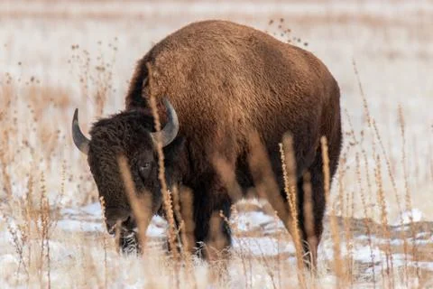 Buffalo eating Stock Photos