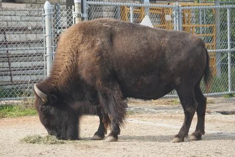 Buffalo Eating Stock Photos
