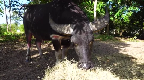 Buffalo eating straw Stock Footage 63787792