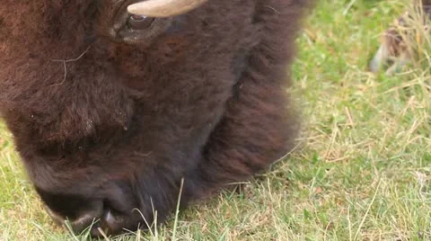 Buffalo eats grass extreme close shot Stock Footage 8838257