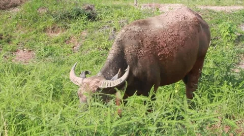 Buffalo eats grass in a field 스톡 동영상 55406281