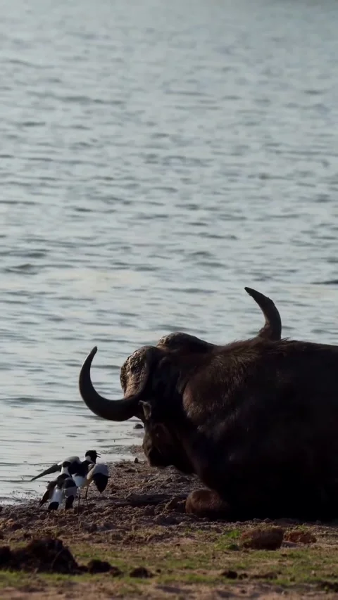Buffalo on the edge of the lake Stock Footage 319374911