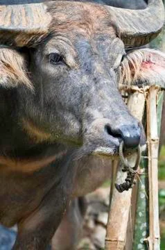 Buffalo face Stock Photos