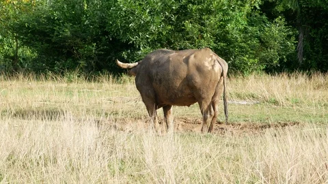 Buffalo fall down on mud puddle to displace bug fly on body and make fresh an Stock Footage 95011838