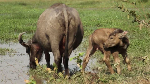 Buffalo Family Video stock 24698267