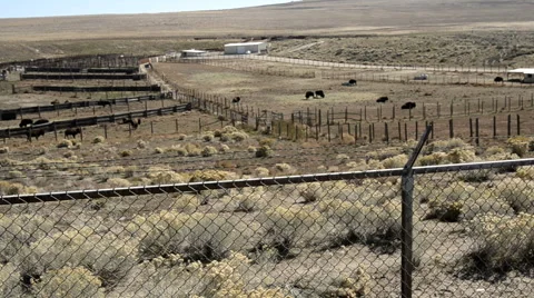 Buffalo farm Video stock 43154053