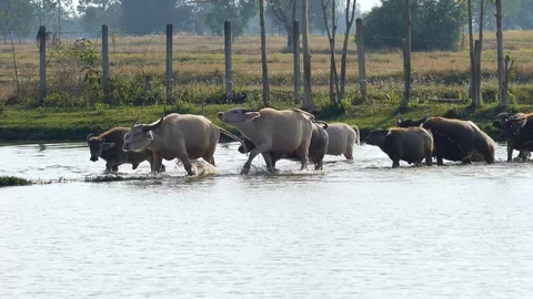 Buffalo in the farm Stock Footage 85620148