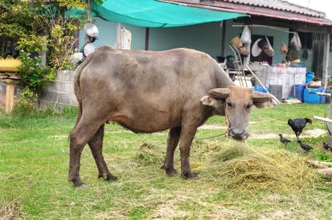 Buffalo in farm Stock Photos